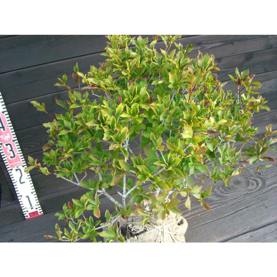 ドウダンツツジ 玉仕立て : 横の植木屋さん - 通販 - Yahoo!ショッピング