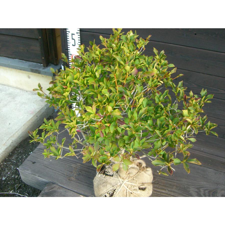 ドウダンツツジ 玉仕立て : 横の植木屋さん - 通販 - Yahoo!ショッピング