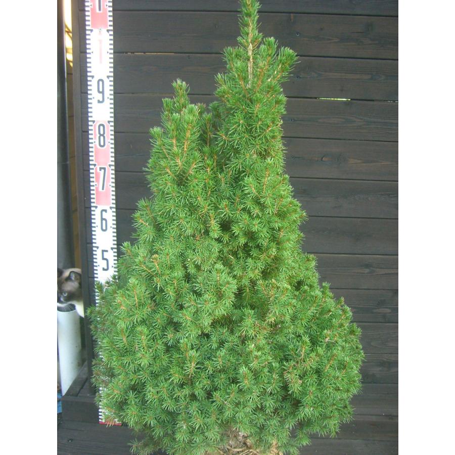 アルバーティアナコニカ 大株 : 横の植木屋さん - 通販 - Yahoo