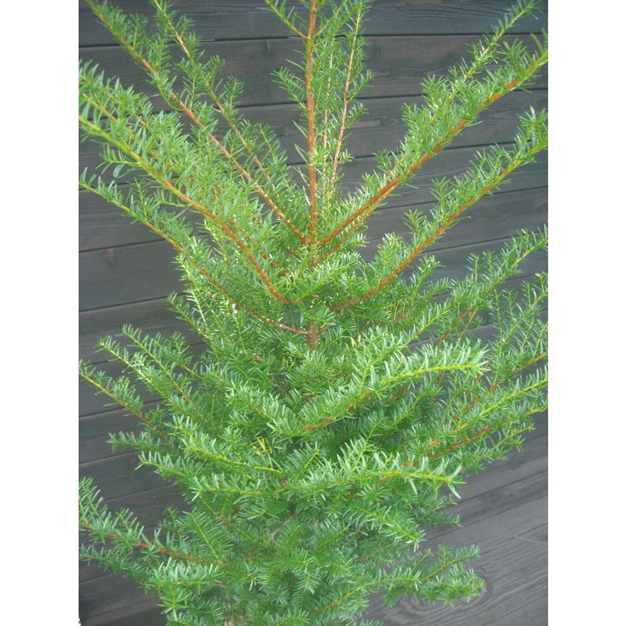 イチイ・アララギ 【雄株】 : 横の植木屋さん - 通販 - Yahoo!ショッピング