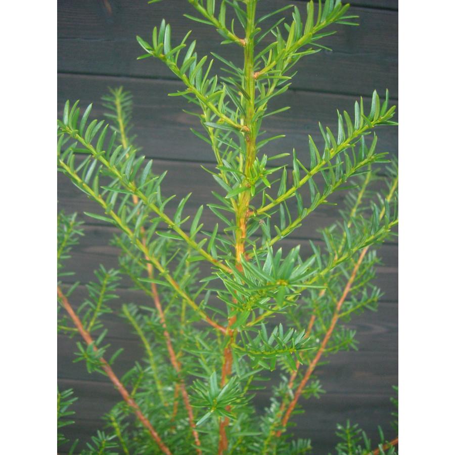 イチイ　アララギ　【品番3403】 イチイ・アララギ 【雄株】 : 横の植木屋さん - 通販 - Yahoo!ショッピング