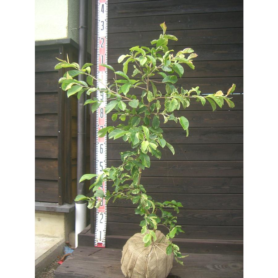 斑入りカマツカ 希少種 : 横の植木屋さん - 通販 - Yahoo!ショッピング