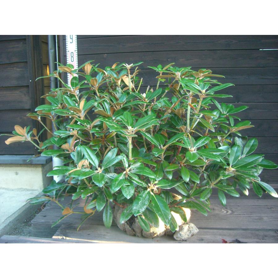 ヤクシマシャクナゲ 大株