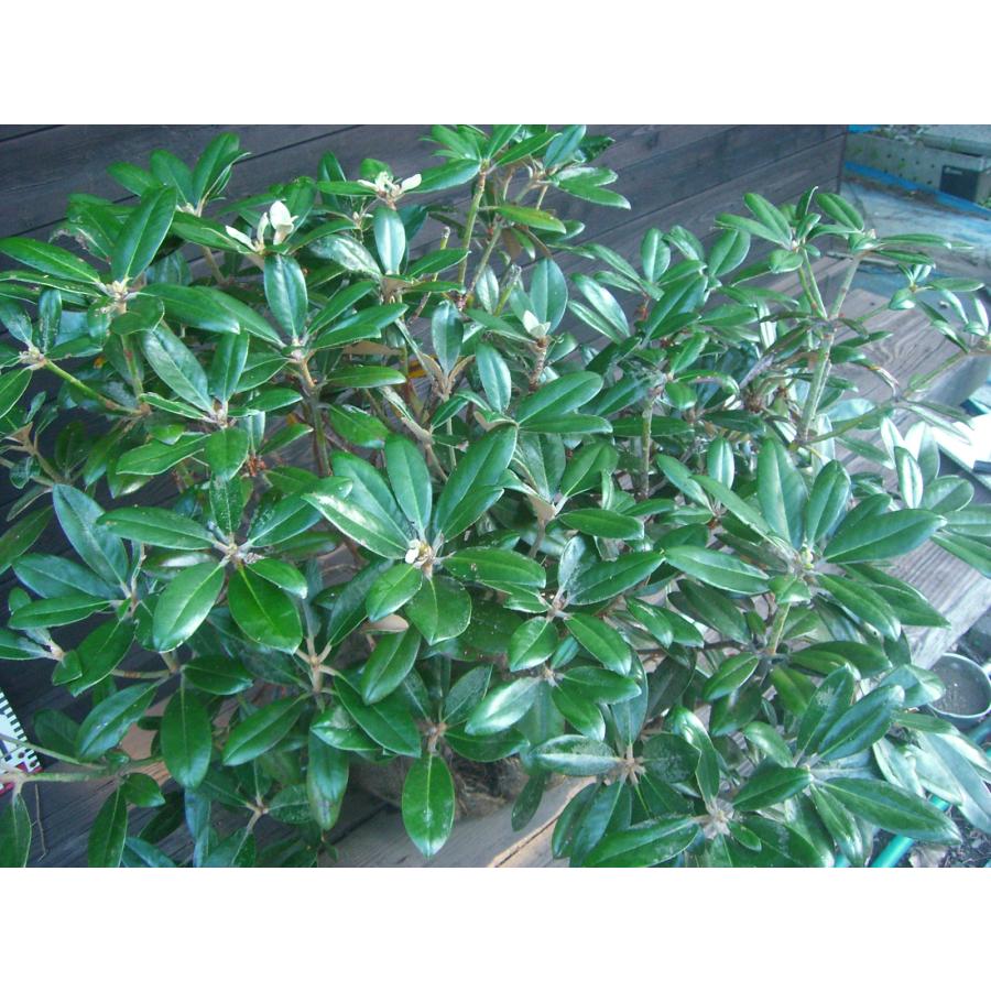 ヤクシマシャクナゲ 大株 : 横の植木屋さん - 通販 - Yahoo!ショッピング