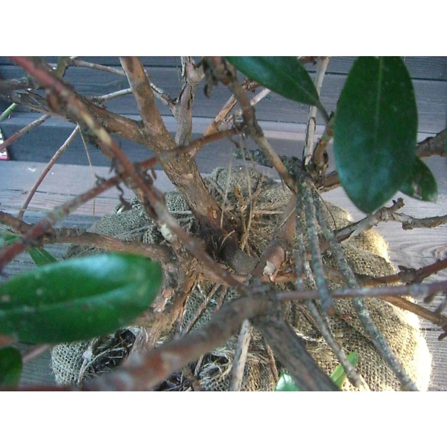 ヤクシマシャクナゲ 大株 : 横の植木屋さん - 通販 - Yahoo!ショッピング