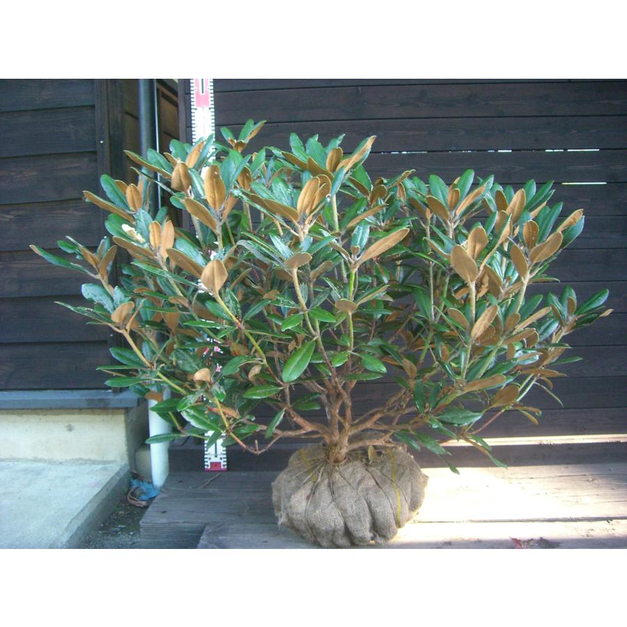 ヤクシマシャクナゲ/大株【現品発送】管理70648 ヤクシマシャクナゲ 大株 : 横の植木屋さん - 通販 - Yahoo