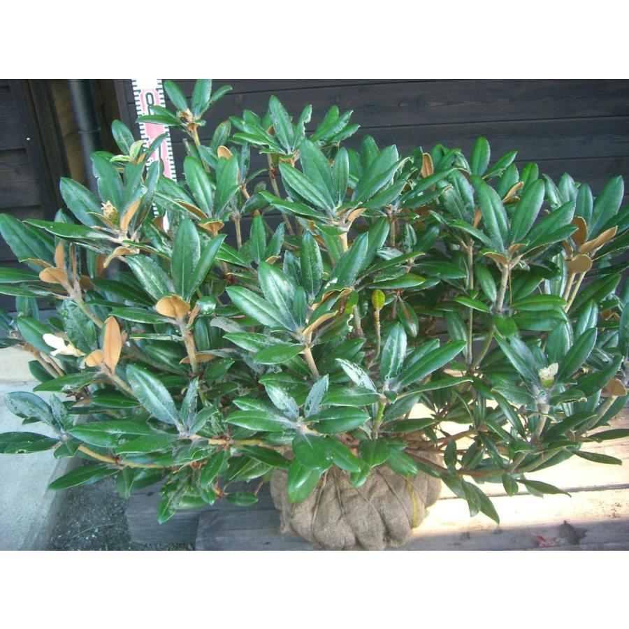 ヤクシマシャクナゲ/大株【現品発送】管理70648 ヤクシマシャクナゲ 大株 : 横の植木屋さん - 通販 - Yahoo