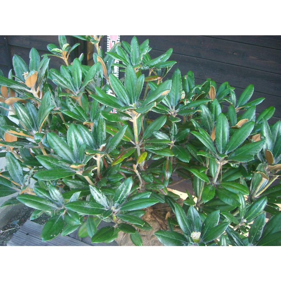 ヤクシマシャクナゲ 大株 : 横の植木屋さん - 通販 - Yahoo!ショッピング