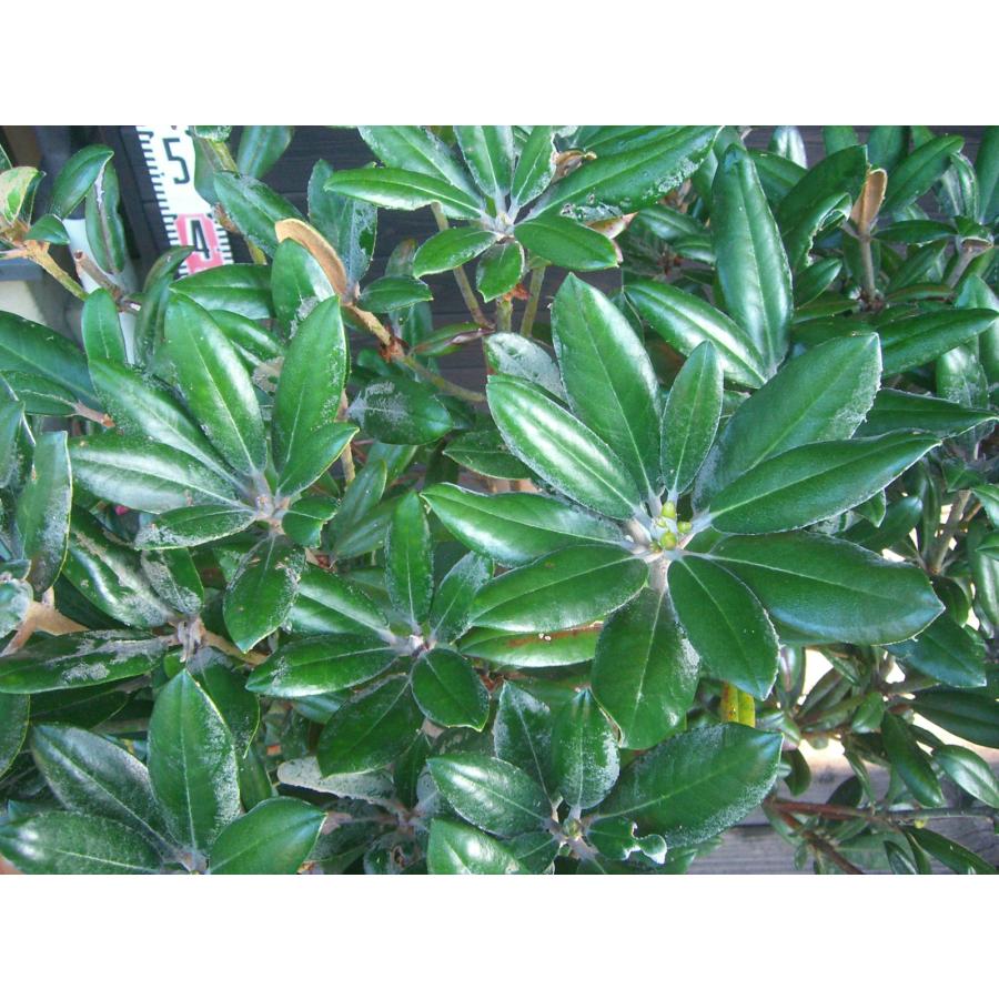 ヤクシマシャクナゲ/大株【現品発送】管理70648 ヤクシマシャクナゲ/大株【現品発送】管理70648 ヤクシマ