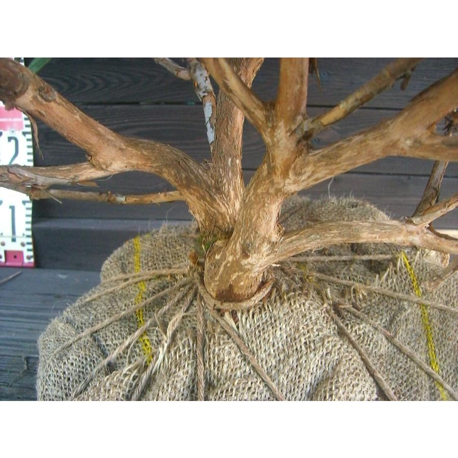 ヤクシマシャクナゲ 大株 : 横の植木屋さん - 通販 - Yahoo!ショッピング