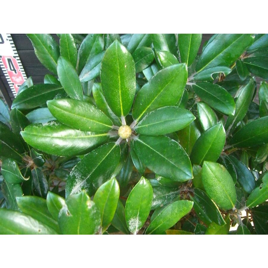 ヤクシマシャクナゲ 大株