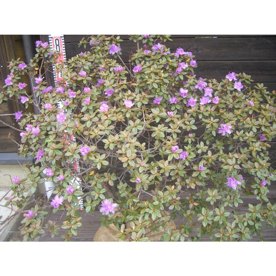 ラマポ　大株　石楠花 