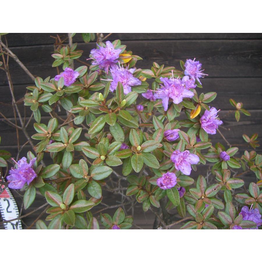 ラマポ　大株　石楠花 