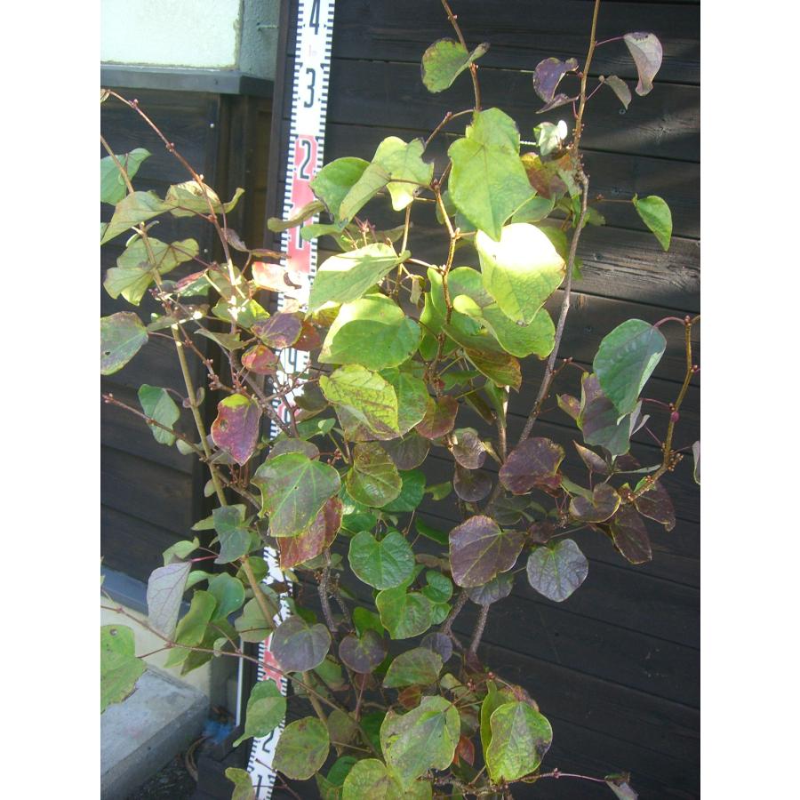 マルバノキ【品番3345】 マルバノキ【品番3345】 苗木・植木