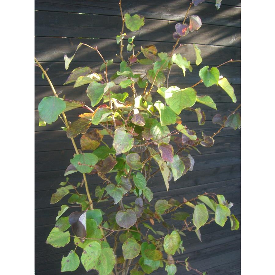 マルバノキ【品番3345】 マルバノキ【品番3345】