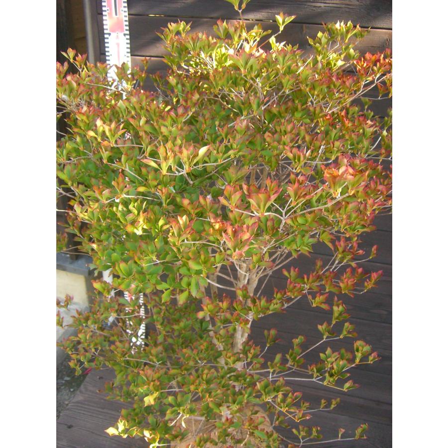 ドウダンツツジ 大株 : 横の植木屋さん - 通販 - Yahoo!ショッピング
