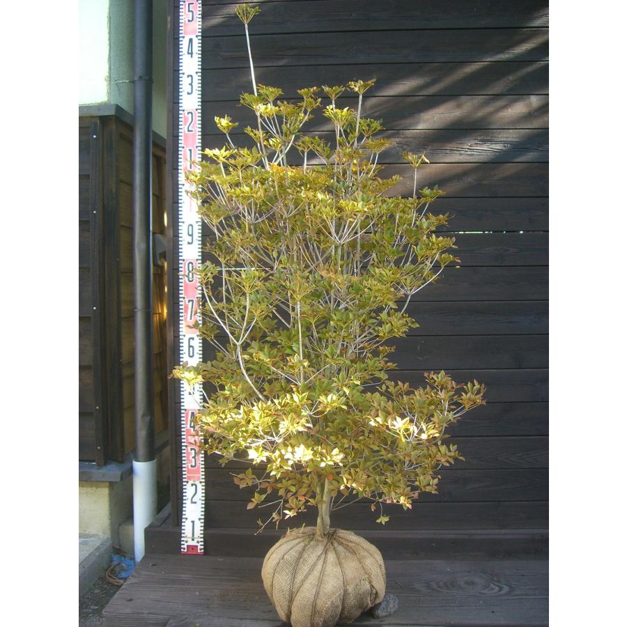 ドウダンツツジ/大株【現品発送】管理70757 ドウダンツツジ/大株【現品発送】管理60787 【公式通販】