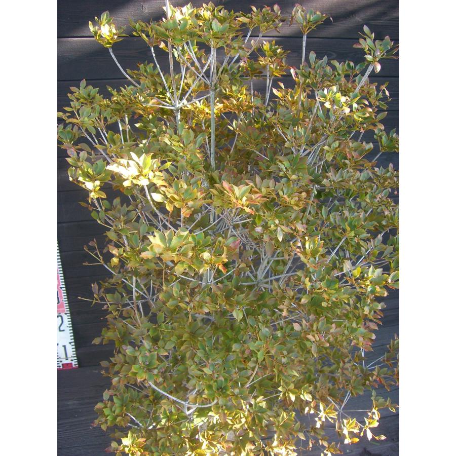 ミツバツツジ/大株【現品発送】管理70777 ミツバツツジ/大株【現品発送