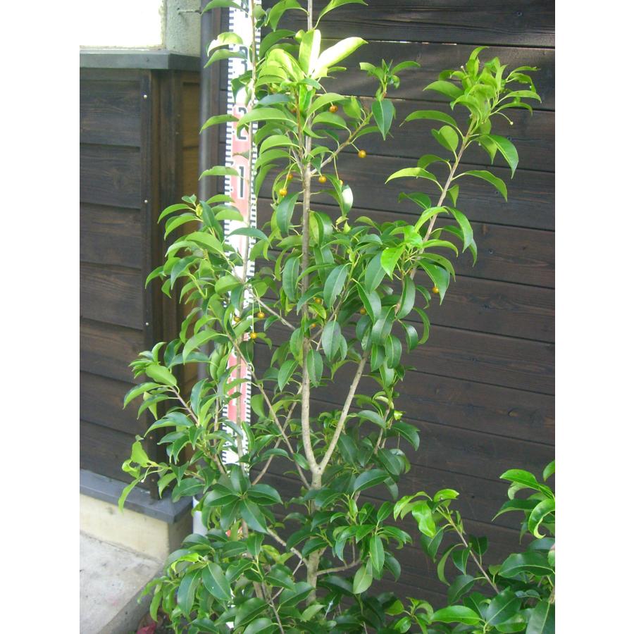 ソヨゴ　株立（５本立）　雌株　① ソヨゴ 株立（5本立） 雌株 ①