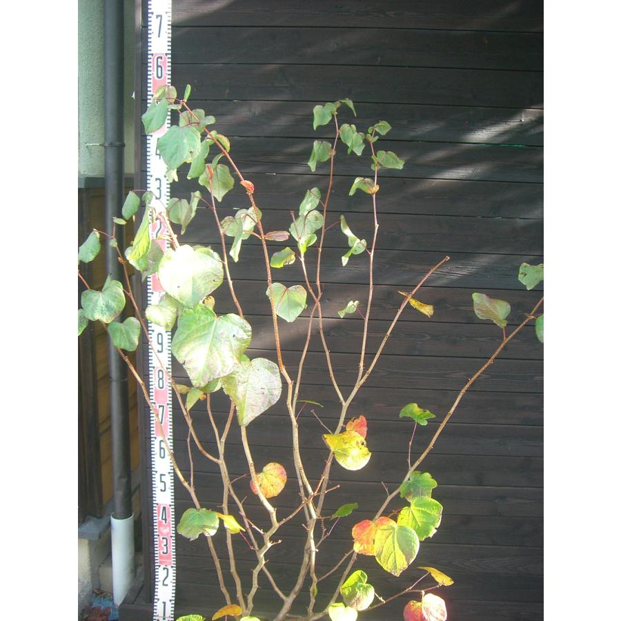 マルバノキ【品番3345】 マルバノキ【品番3345】 苗木・植木