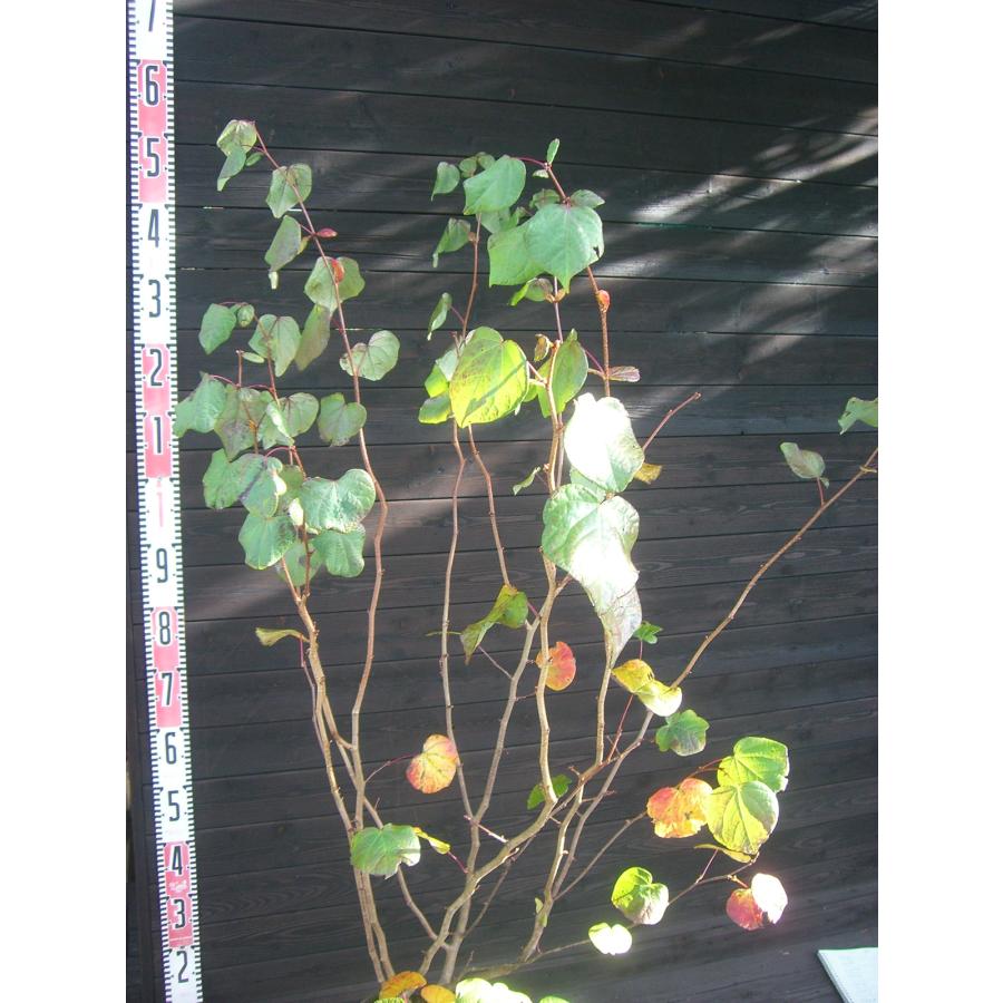 マルバノキ【品番3345】 マルバノキ【品番3345】 苗木・植木