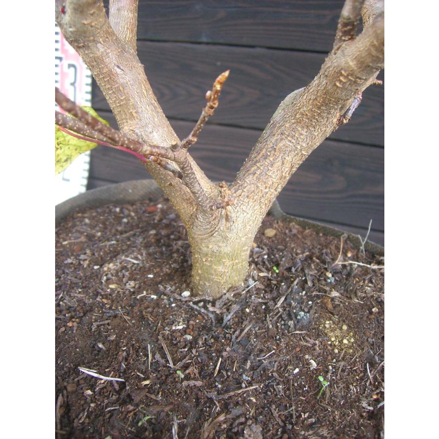 マルバノキ【品番3345】 マルバノキ【品番3345】 苗木・植木