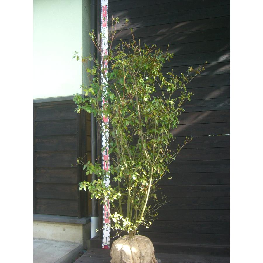 ヤマツツジ/大株【現品発送】管理70728