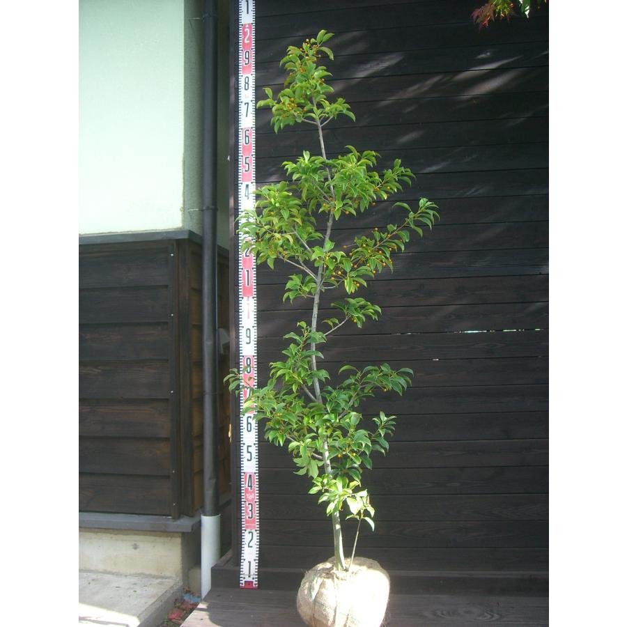 ソヨゴ (雌株) 単幹 : 横の植木屋さん - 通販 - Yahoo!ショッピング