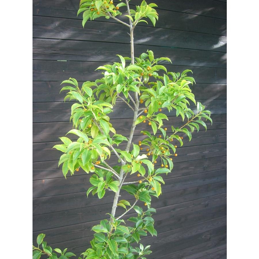 ソヨゴ　雌/ 497 ソヨゴ 雌/ 497