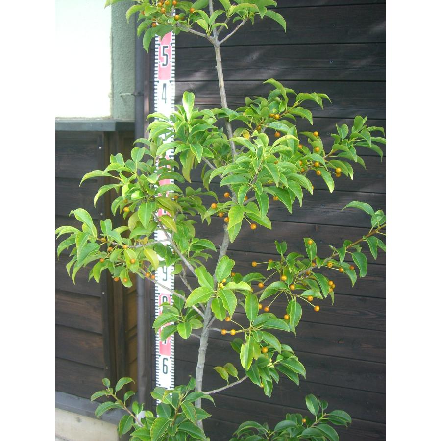 ソヨゴ (雌株) 単幹 : 横の植木屋さん - 通販 - Yahoo!ショッピング