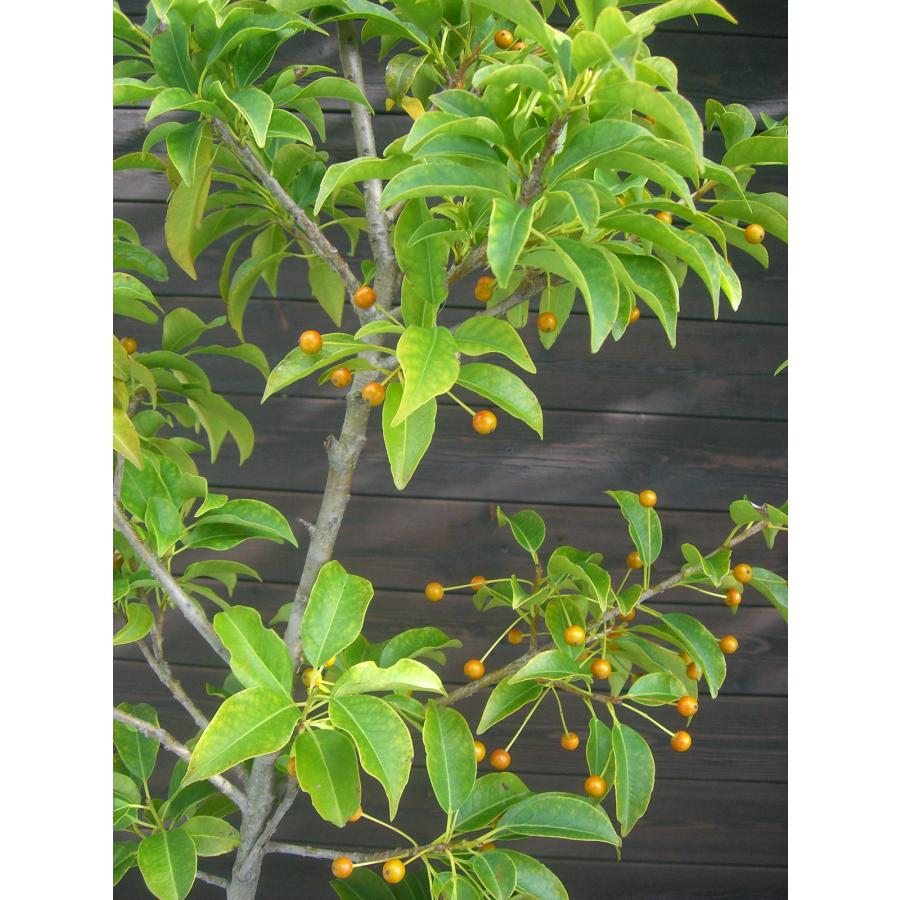 ソヨゴ (雌株) 単幹 : 横の植木屋さん - 通販 - Yahoo!ショッピング