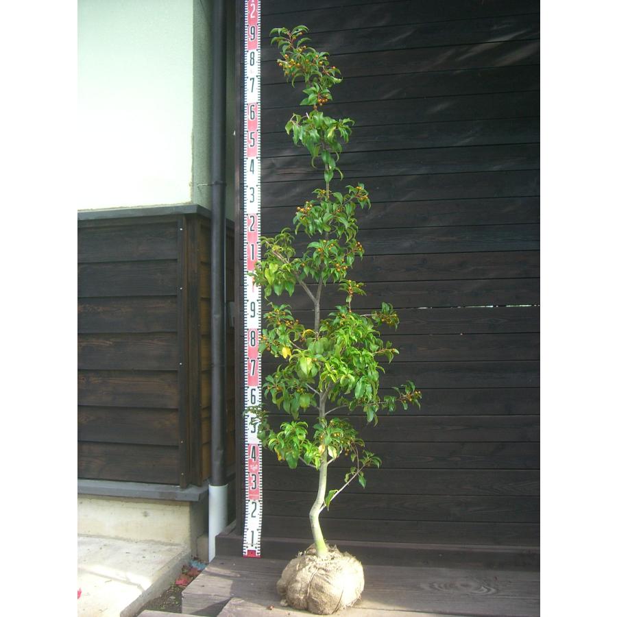 ソヨゴ　雌株　樹形がきれいなボリューム株③ ソヨゴ 雌株 樹形がきれいなボリューム株③