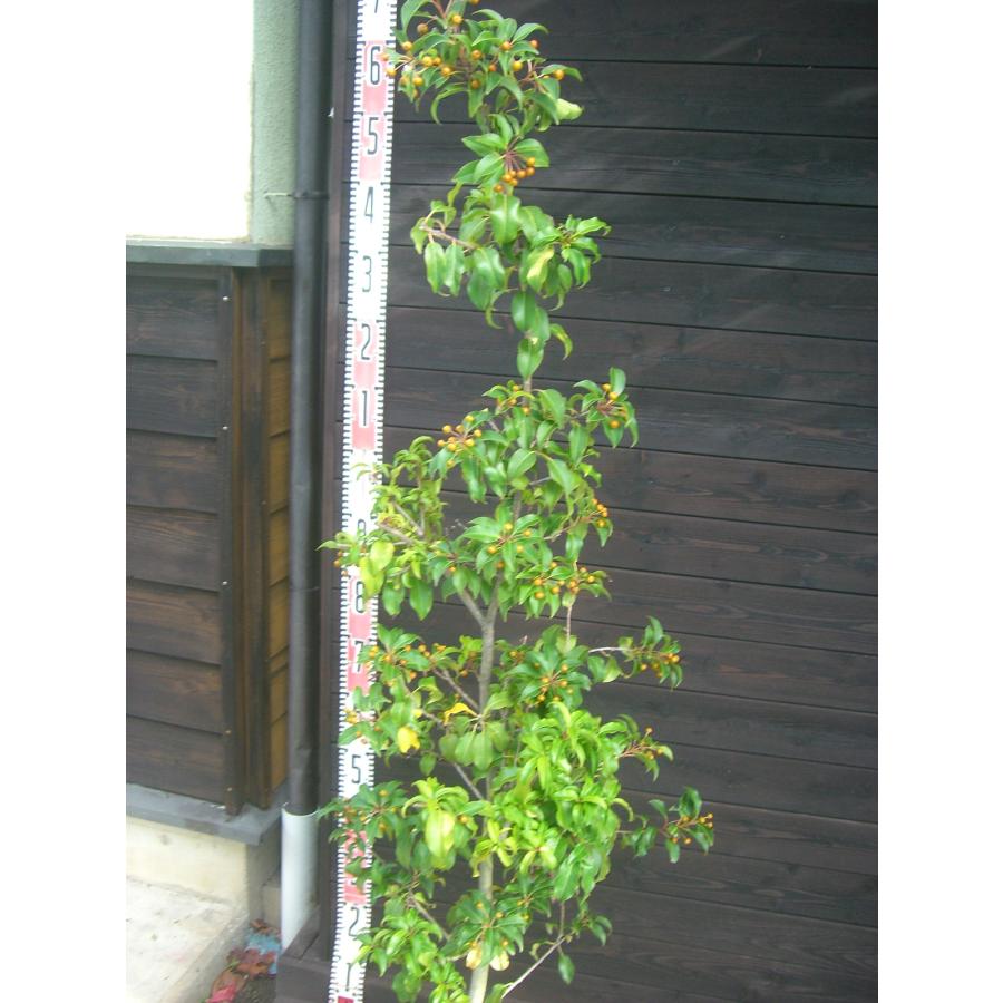 ソヨゴ　メス　大株　【品番3417】 ソヨゴ メス 大株 【品番3417】