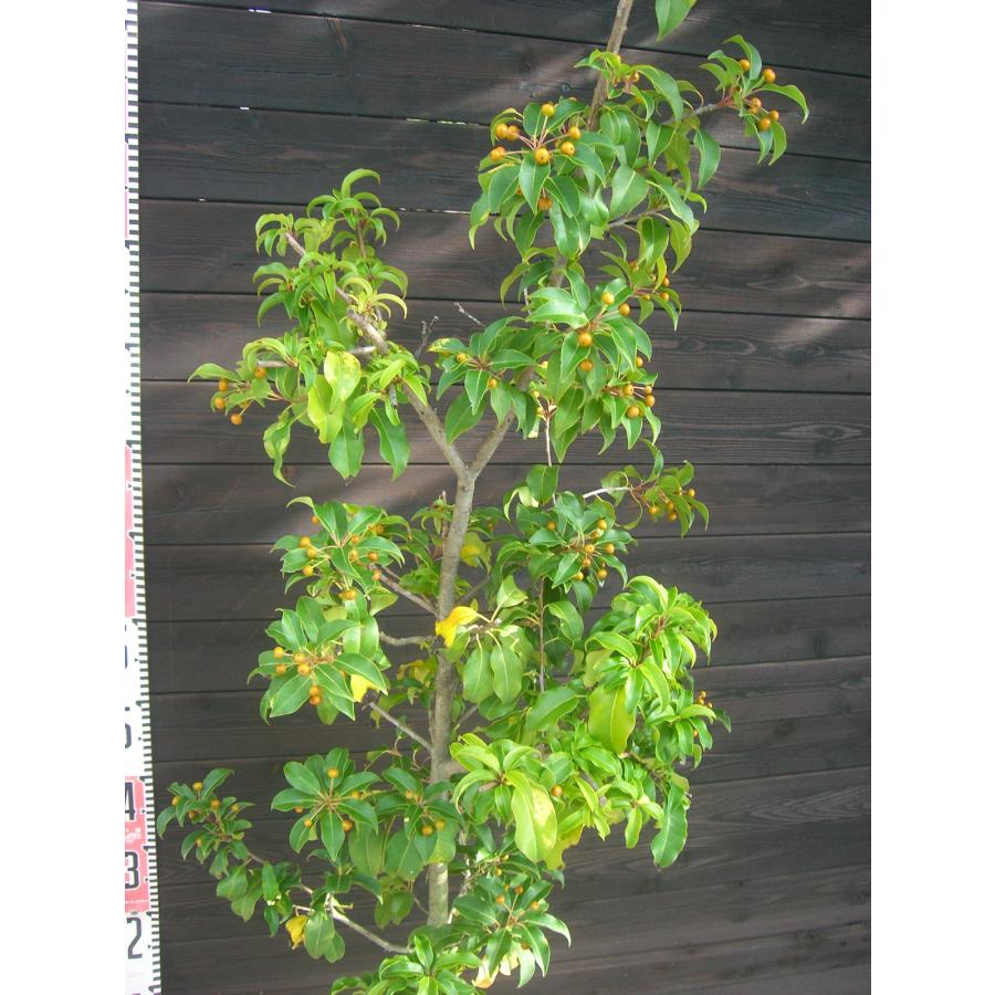 ソヨゴ (雌株) 単幹 : 横の植木屋さん - 通販 - Yahoo!ショッピング