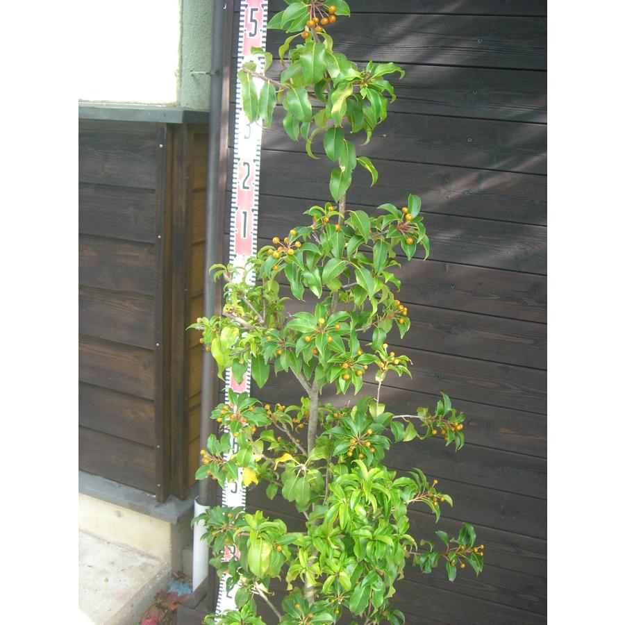 ソヨゴ　雌株　樹形がきれいなボリューム株③ ソヨゴ 雌株 樹形がきれいなボリューム株③