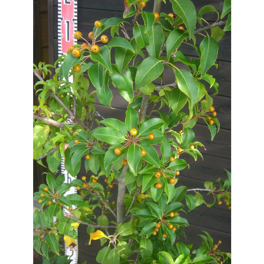 ソヨゴ　雌株　樹形がきれいなボリューム株③ ソヨゴ 雌株 樹形がきれいなボリューム株③