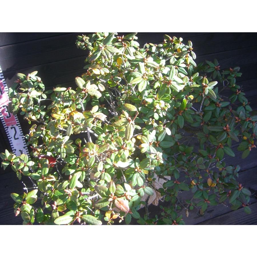 希少交配種　ピンクヒカゲツツジ　大株_2