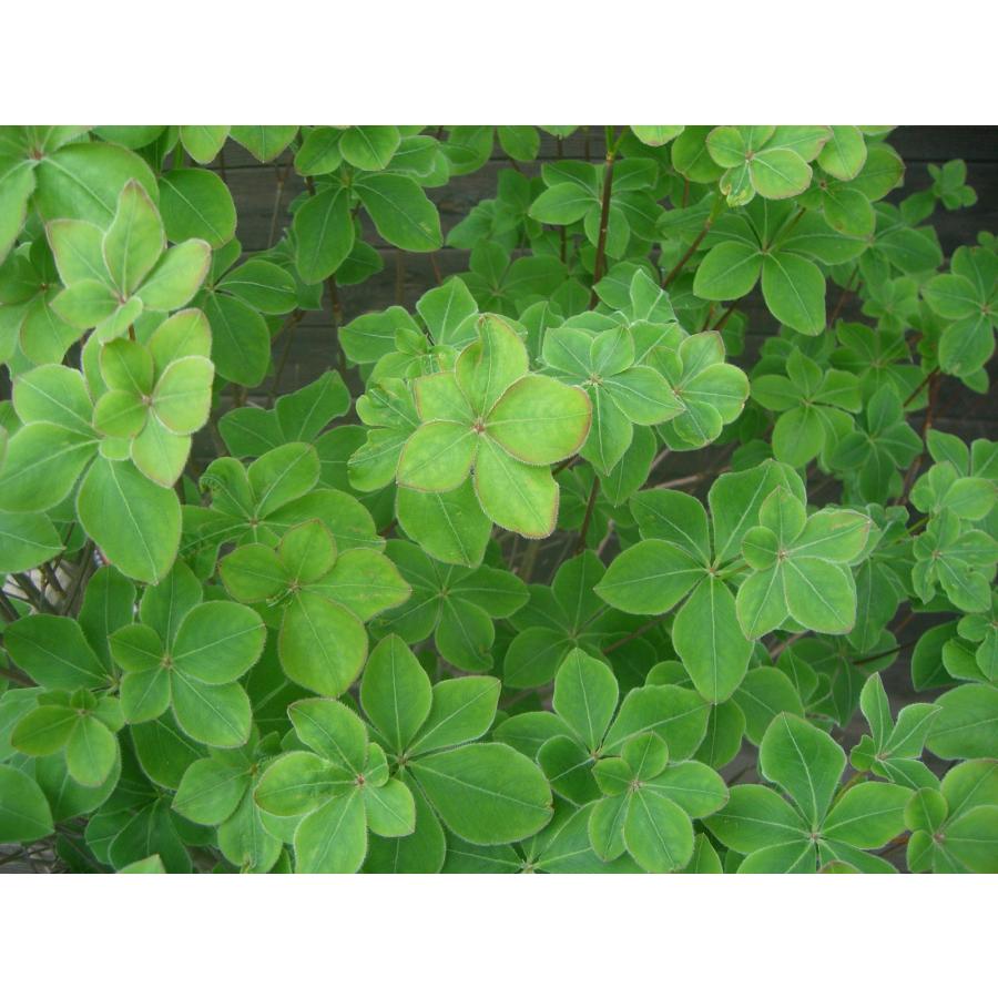 シロヤシオツツジ　大株 