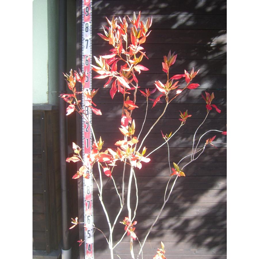 エゾムラサキツツジ 大株 : 横の植木屋さん - 通販 - Yahoo!ショッピング