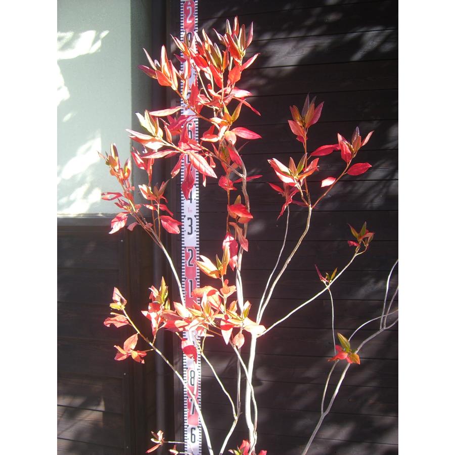 エゾムラサキツツジ 大株 : 横の植木屋さん - 通販 - Yahoo!ショッピング