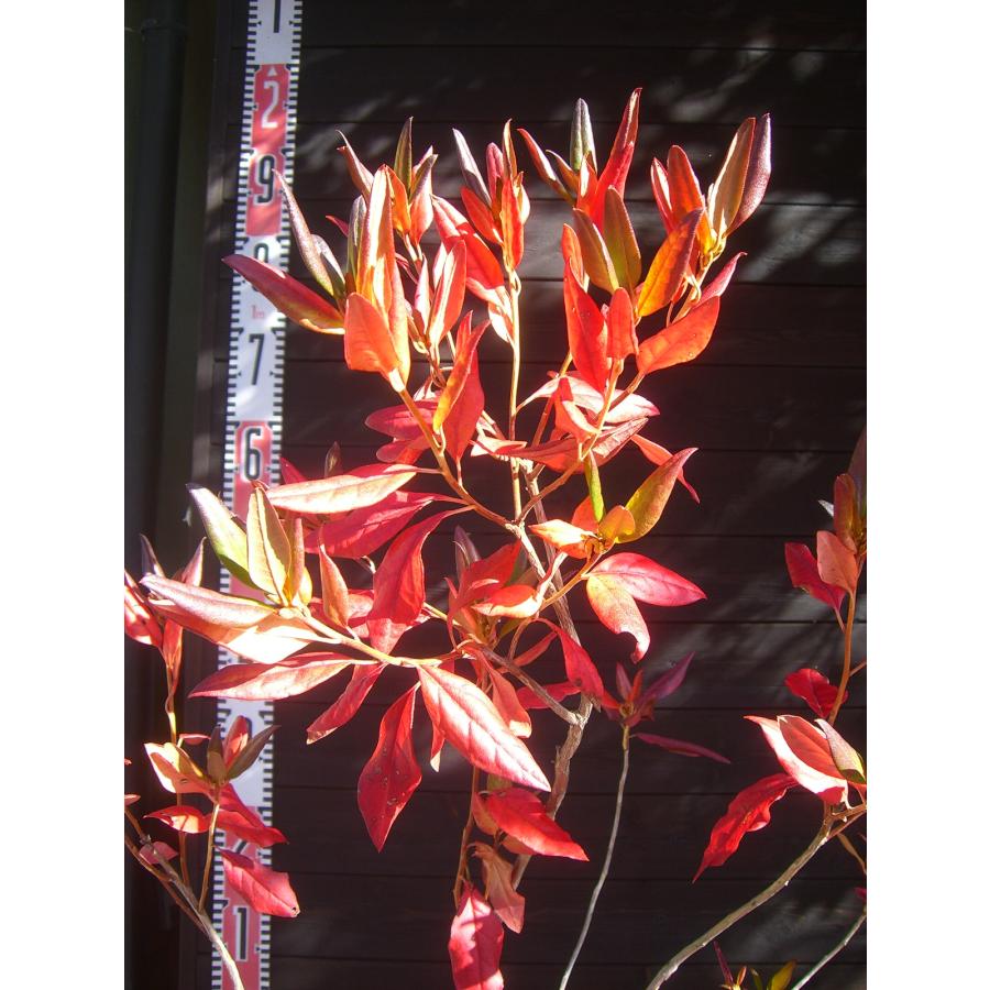 エゾムラサキツツジ 大株 : 横の植木屋さん - 通販 - Yahoo!ショッピング