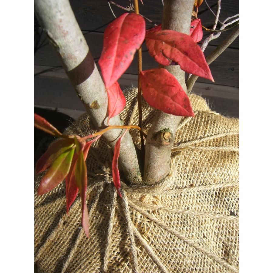 エゾムラサキツツジ 大株 : 横の植木屋さん - 通販 - Yahoo!ショッピング