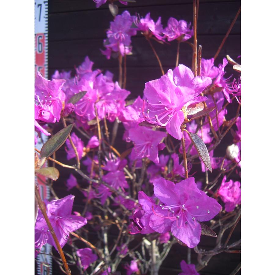 エゾムラサキツツジ 大株 : 横の植木屋さん - 通販 - Yahoo!ショッピング