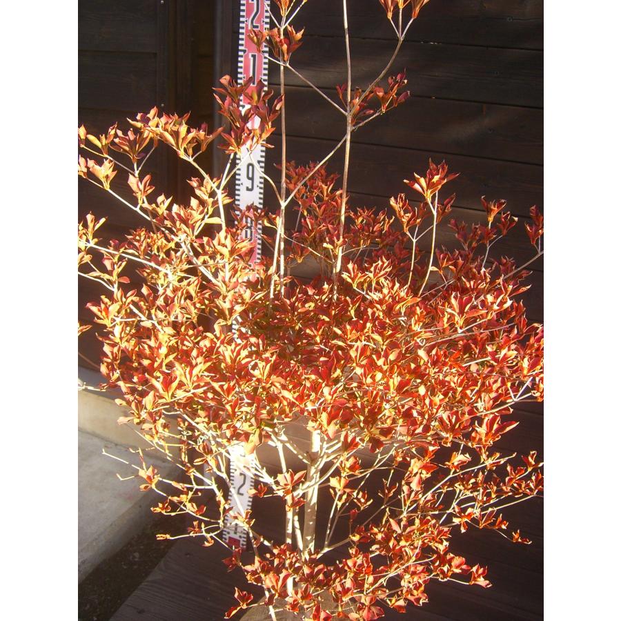 ドウダンツツジ 大株 : 横の植木屋さん - 通販 - Yahoo!ショッピング