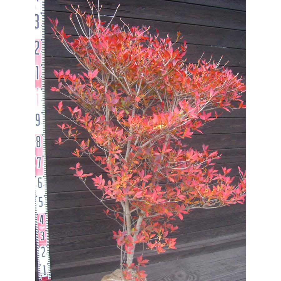 ドウダンツツジ 大株 : 横の植木屋さん - 通販 - Yahoo!ショッピング