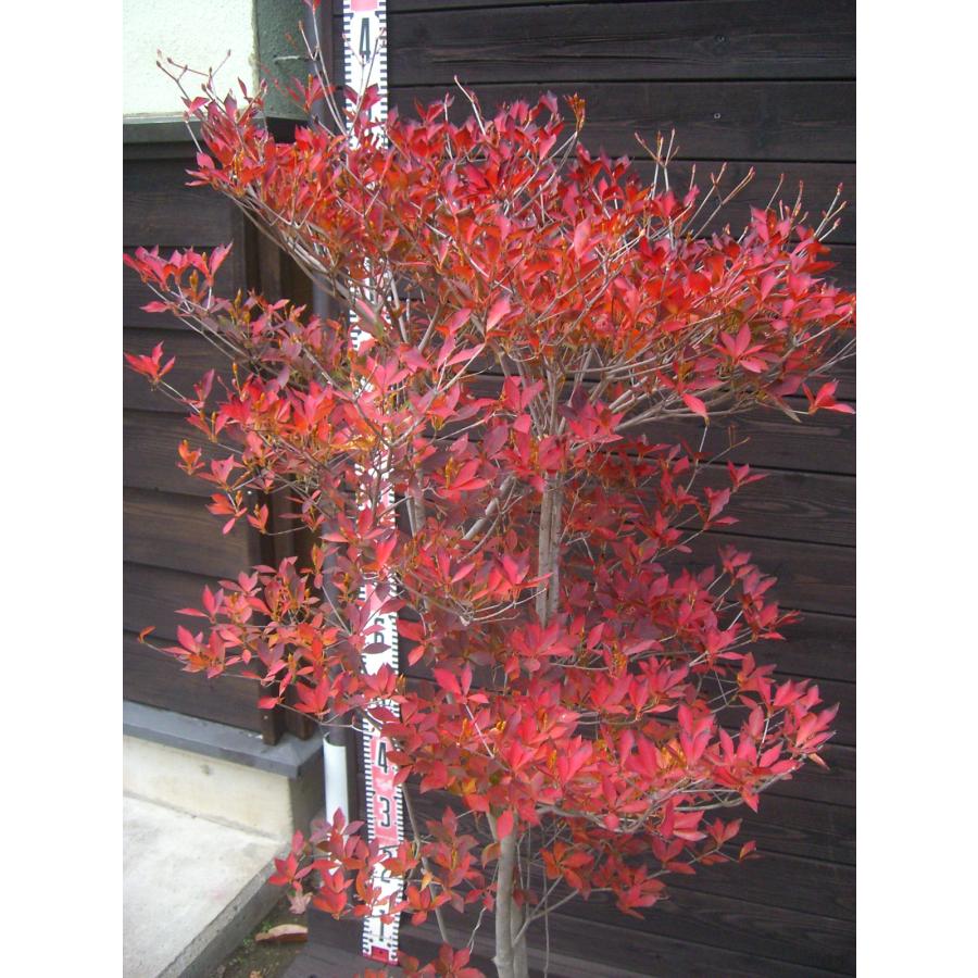 ドウダンツツジ 大株 : 横の植木屋さん - 通販 - Yahoo!ショッピング