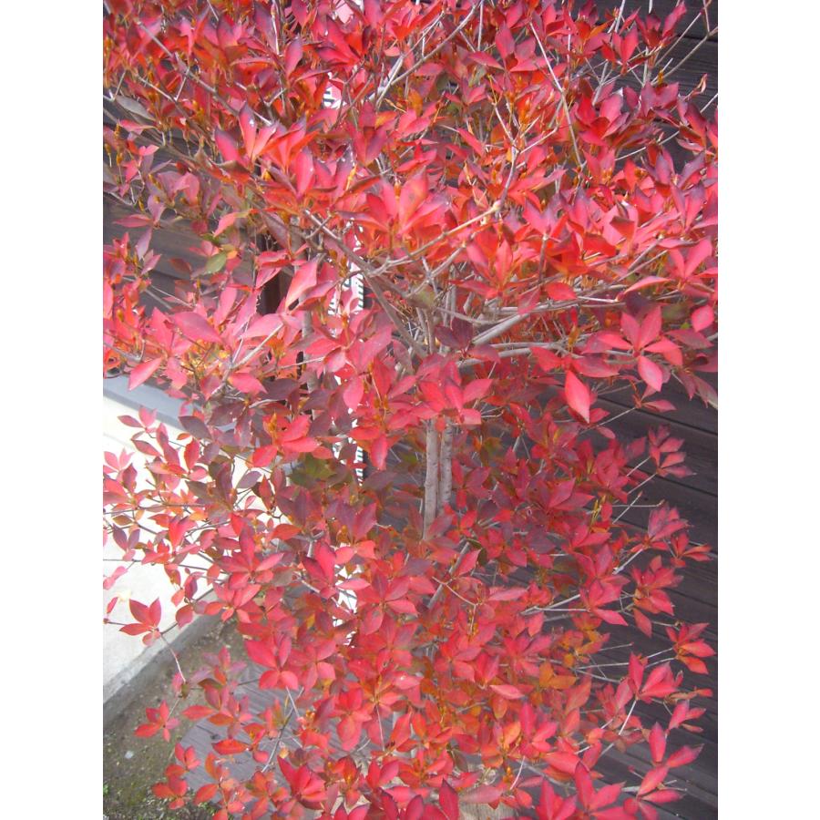 ドウダンツツジ 大株 : 横の植木屋さん - 通販 - Yahoo!ショッピング