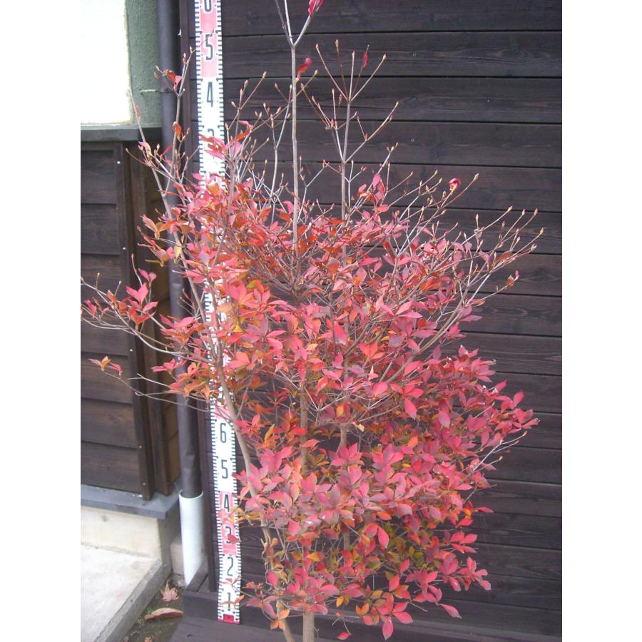 ドウダンツツジ 大株 品番3496 ドウダンツツジ 大株 2025夏季