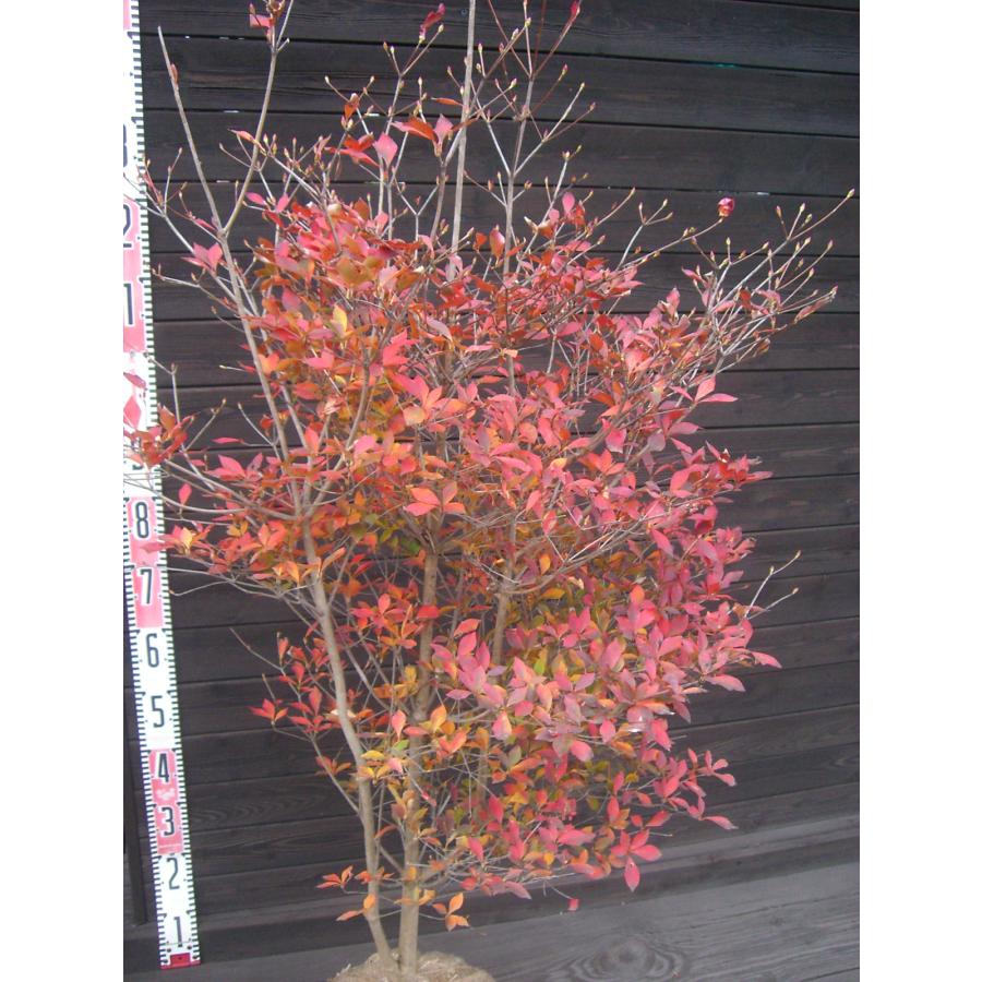 ドウダンツツジ 大株 : 横の植木屋さん - 通販 - Yahoo!ショッピング