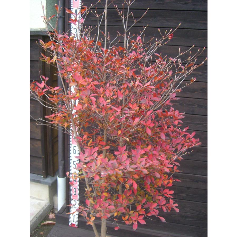 ドウダンツツジ 大株 : 横の植木屋さん - 通販 - Yahoo!ショッピング